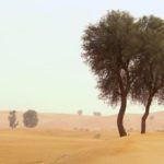 Read more about the article Ghaf tree at the heart of UAE biodiversity