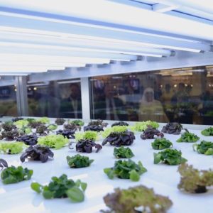 Dubai’s First In-store Hydroponic Farm launched this week