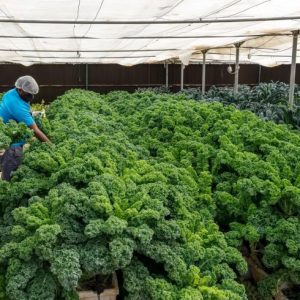Local, sustainable food produce demand is growing in the UAE