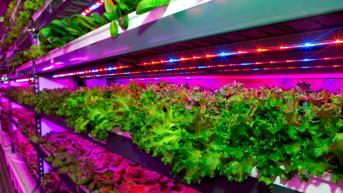 You are currently viewing Abu Dhabi: $100 million to be invested in indoor farming as it tries to become more resilient