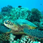 Read more about the article Majestic sea turtles, prehistoric beings threatened by extinction.