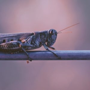 $500 Million to Fight Locusts, Support Food Security and Protect Livelihoods