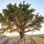 Read more about the article Century old Al-Sarh tree discovered in Abu Dhabi