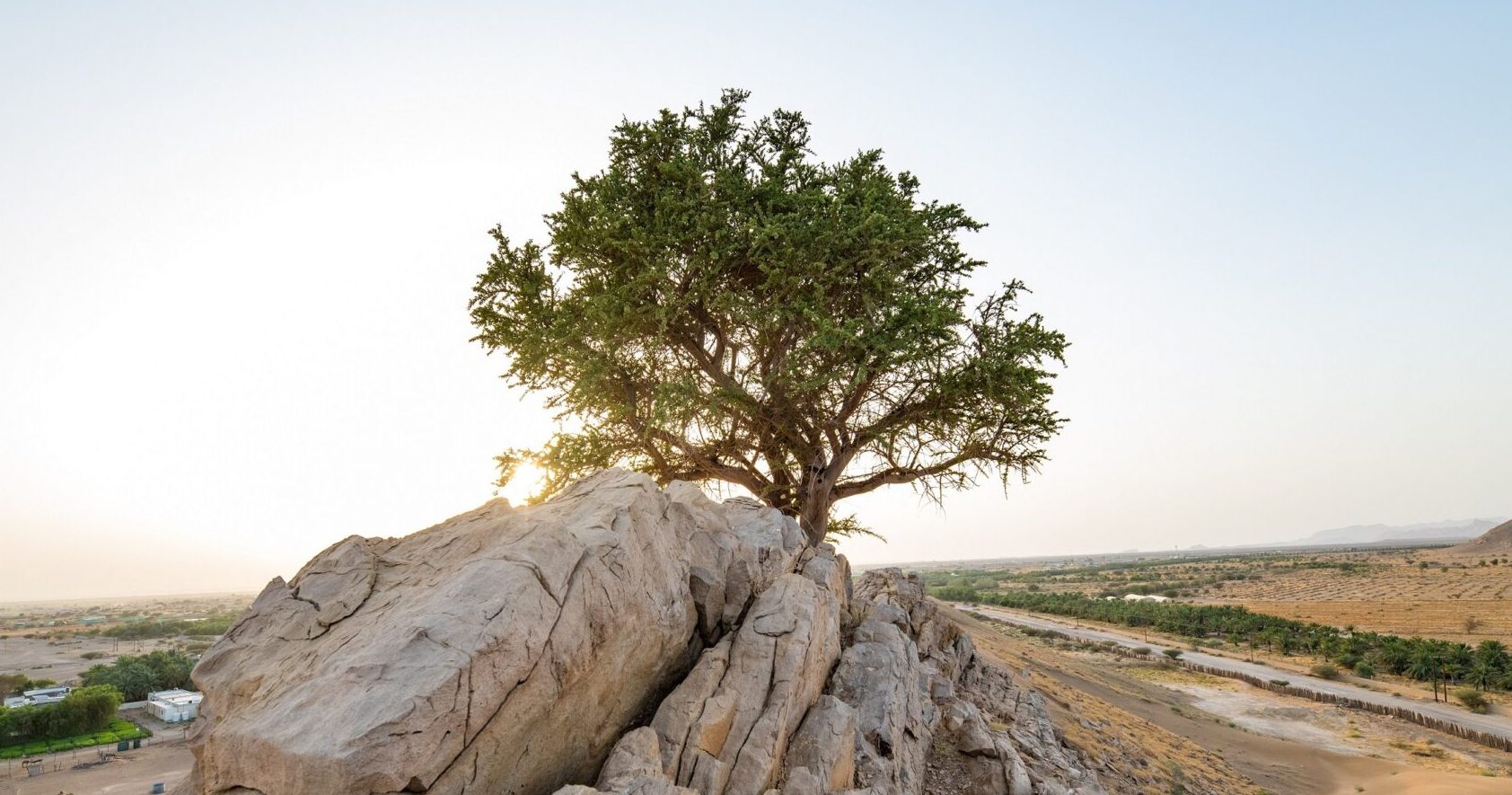 100 year-old tree discovered in Abu Dhabi