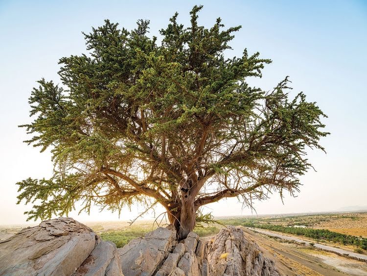 You are currently viewing Century old Al-Sarh tree discovered in Abu Dhabi