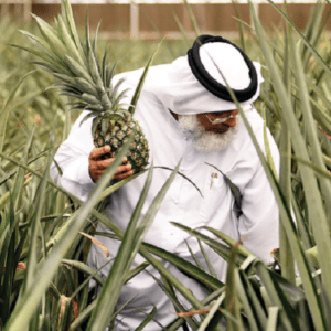 Dubai farmers sow seeds of green revolution