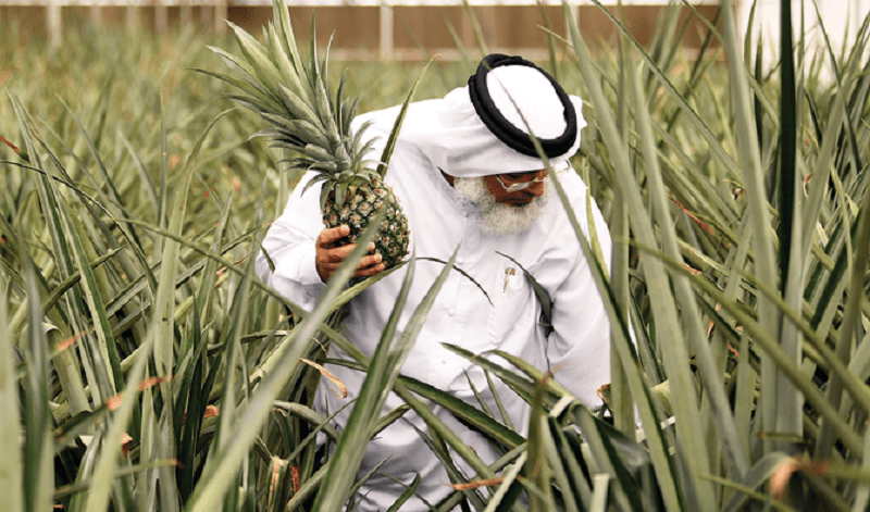You are currently viewing Dubai farmers sow seeds of green revolution