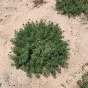 EAD Discovers A New Wild Medicinal Plant In The Emirate Of Abu Dhabi