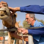 Read more about the article Plastic Bags Kill Hundreds Of Camels Across UAE