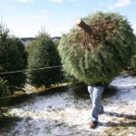 Read more about the article Are Real or Artificial Christmas Trees Better For The environment?