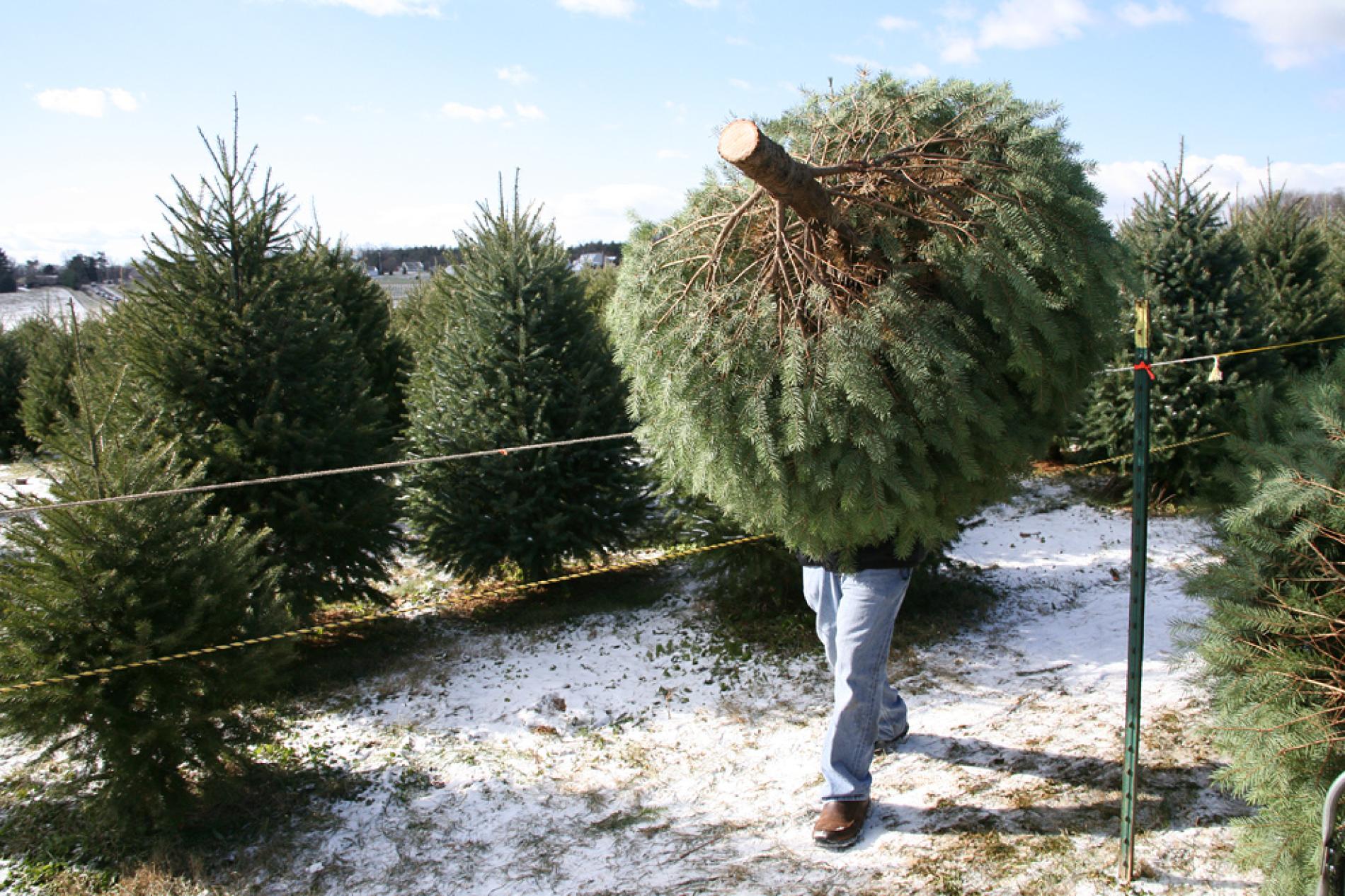 You are currently viewing Are Real or Artificial Christmas Trees Better For The environment?