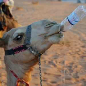 Plastic Pollution Kills At Least 300 Camels Since 2008
