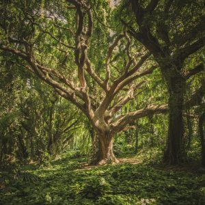 Trees Matters: A Global Carbon Offsetting Program For UAE Companies