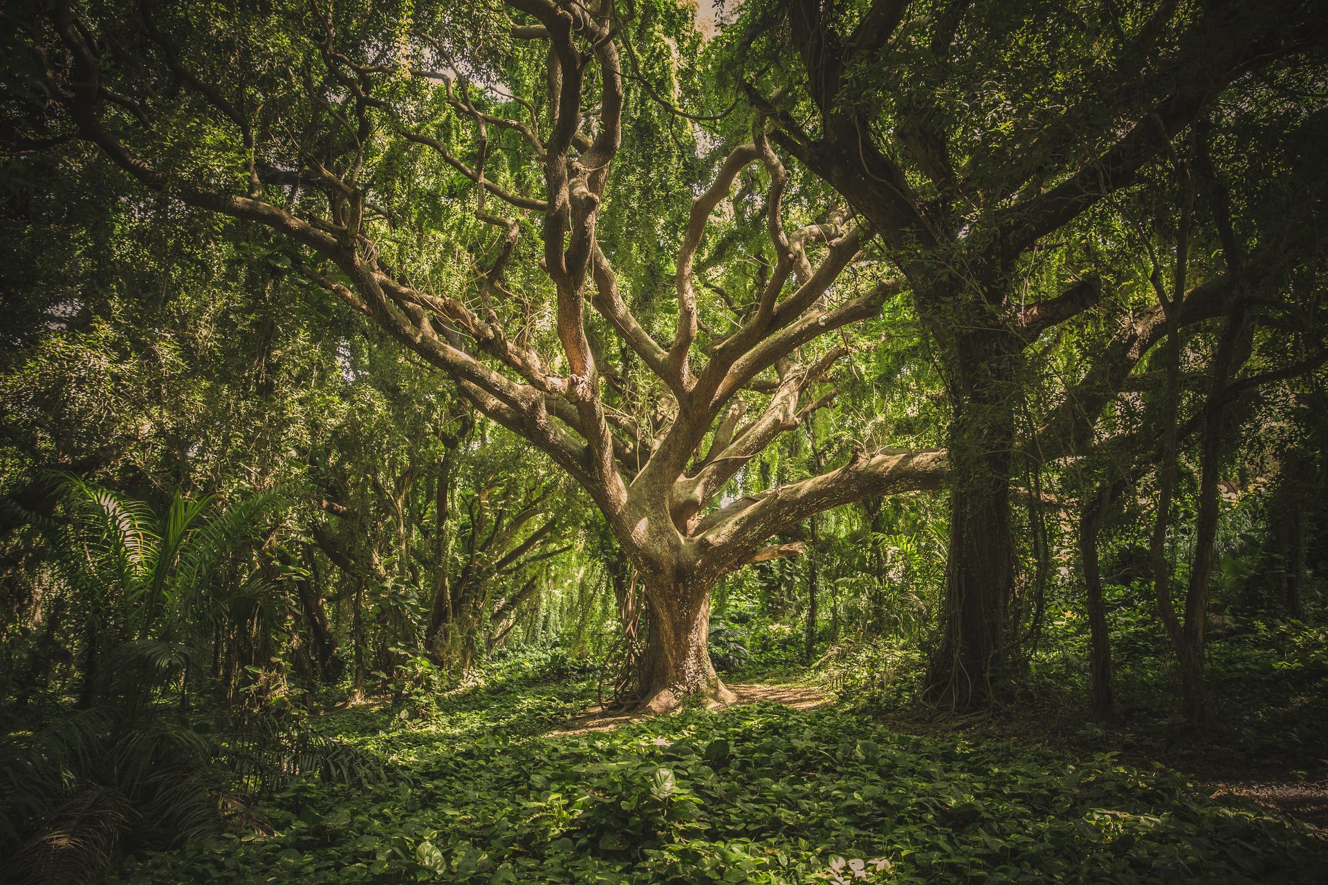 You are currently viewing Trees Matters: A Global Carbon Offsetting Program For UAE Companies