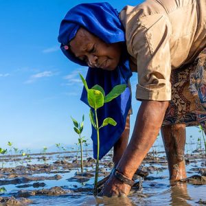 World waking up to the value of mangroves on saving the planet