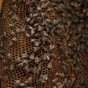 Save the Bees: Promote Biodiversity & Sustainability