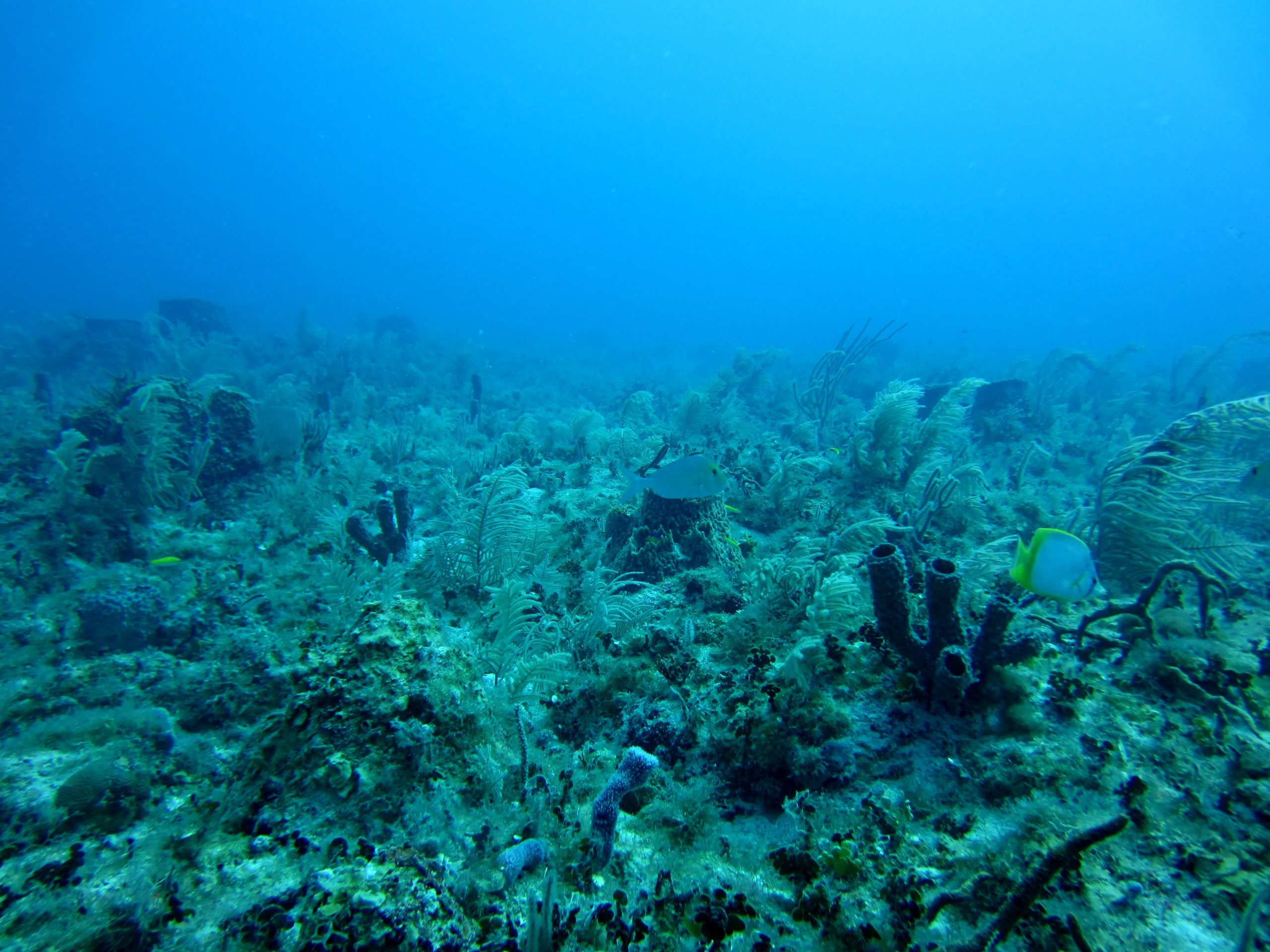 You are currently viewing Is Deep Sea Mining A Threat To The Ocean? ISA’s Climate Action Plan